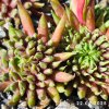 Sempervivum 'Hela'