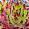 Sempervivum 'Alaric'