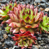 Sempervivum 'Alaric'