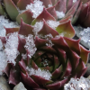 Sempervivum 'Alaric'