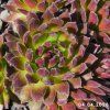 Sempervivum 'Cats Whiskers'