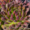 Sempervivum 'Cats Whiskers'