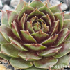Sempervivum 'Little Pink Rosebud'