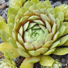 Sempervivum 'Little Pink Rosebud'