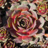 Sempervivum 'Little Pink Rosebud'