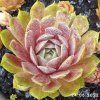 Sempervivum 'Little Pink Rosebud'