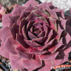 1. Sempervivum 'NN'