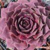 1. Sempervivum 'NN'