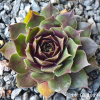 Sempervivum 'Rotfeuerfisch'