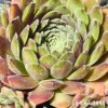 Sempervivum 'Niphetos'