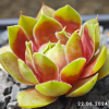 Sempervivum 'Lotus'