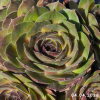 Sempervivum 'Swallow'