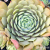Sempervivum 'Romanze'