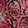 Sempervivum 'Romanze'