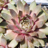 Sempervivum 'Romanze'