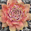 Sempervivum 'Romanze'