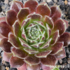 Sempervivum 'Crispyn'