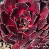 Sempervivum 'Crispyn'