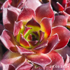 Sempervivum 'Devon Glow'