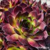Sempervivum 'Devon Glow'