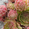 Sempervivum 'Bicolor (III)'