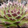 Sempervivum 'Bicolor (III)'