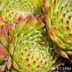 Sempervivum 'Bicolor (III)'