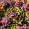 Sempervivum 'Bicolor (III)'