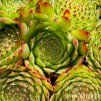 Sempervivum 'Bicolor (III)'