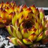 Sempervivum 'Olivine'