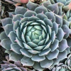 Sempervivum 'Blue Boy'