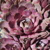 Sempervivum 'Blue Boy'