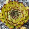 Sempervivum 'Olivine'
