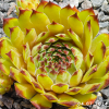 Sempervivum 'Olivine'