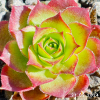 Sempervivum 'Jade'