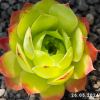 Sempervivum 'Jade'
