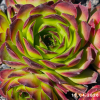 Sempervivum 'Jade'