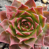 Sempervivum 'Court Jester'