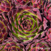Sempervivum 'Court Jester'