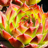 Sempervivum 'Court Jester'