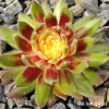 Sempervivum 'Sunburst'