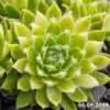 Sempervivum 'Sunburst'