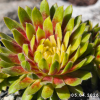 Sempervivum 'Sunburst'