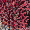 Sempervivum 'Abraxas'