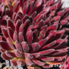 Sempervivum 'Abraxas'