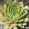 Sempervivum 'Shape Shifter'