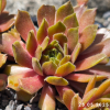 Sempervivum 'Shape Shifter'
