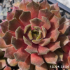 Sempervivum 'Shape Shifter'