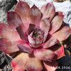 Sempervivum 'Alesia'