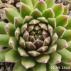 Sempervivum 'Rotschenkel'